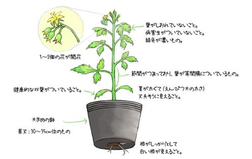 土づくり と 種子と苗の選び方 と 畑の準備 チャレンジ家庭菜園 ｊａグループ北海道